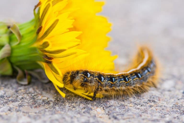 polilla gypasy en el suelo con flor