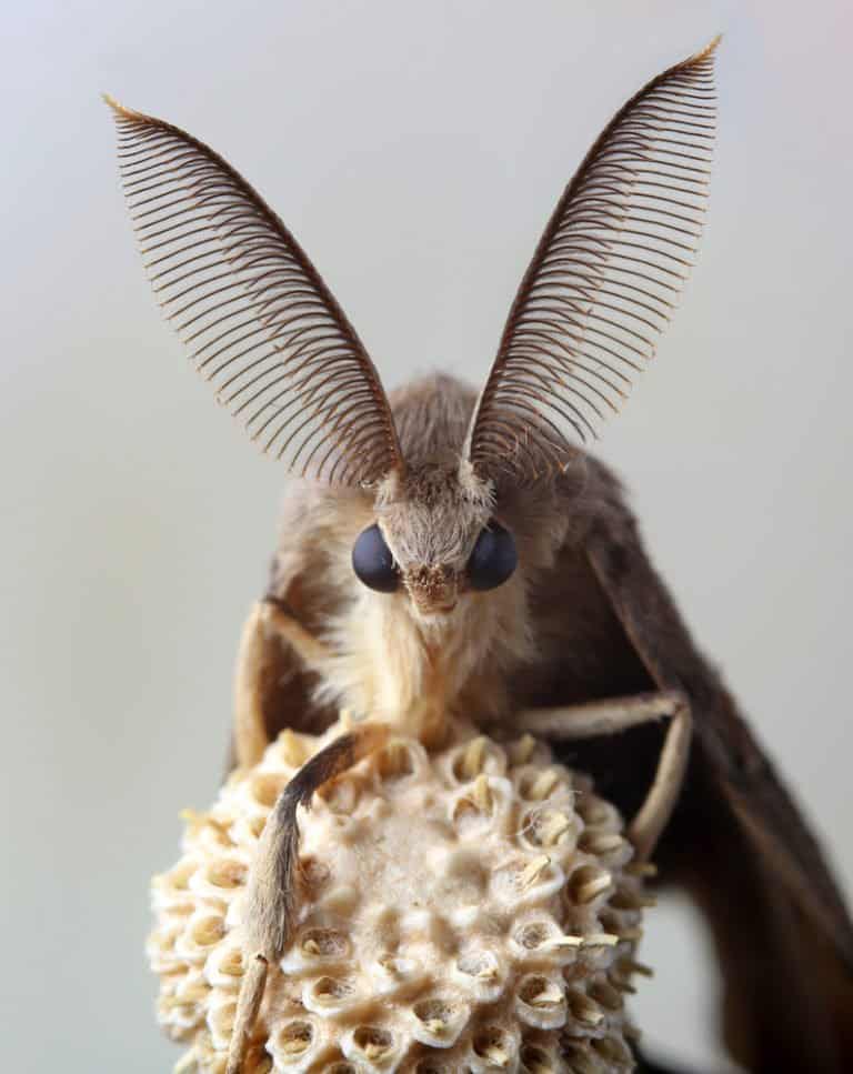 una sola polilla gitana sobre fondo gris