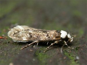 Polilla de Hombro Blanco sobre el terreno