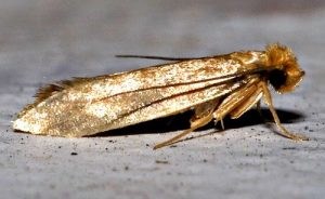 Polilla de Ropa Común sobre el terreno