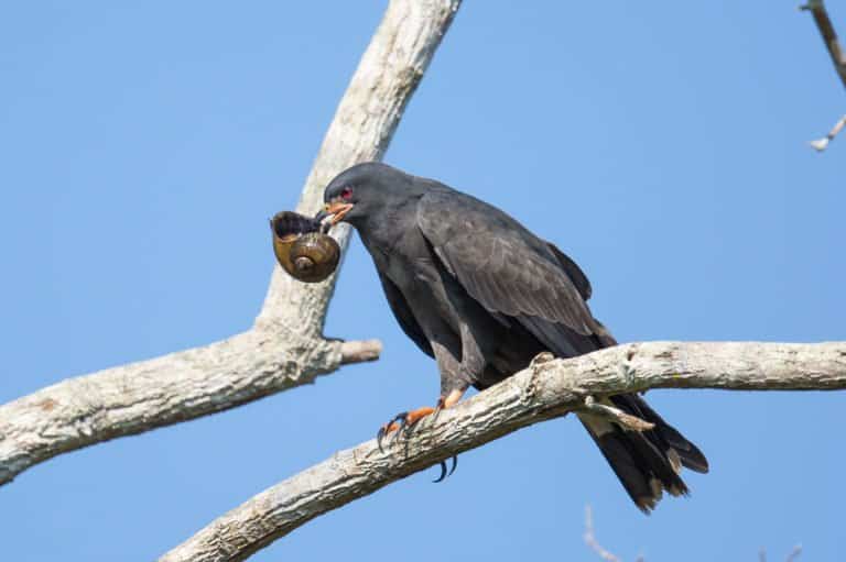 un pájaro negro en la rama