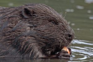 Primer plano de comer castor.