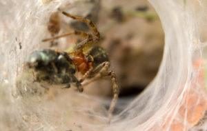 Primer plano de una araña Hobo capturando un escarabajo pequeño.