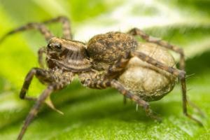 Primer plano de una araña de lobo que lleva huevos.