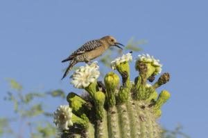 Gila carpintero y abejas en Saguaro Cactus Flores