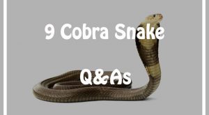 9 Cobra Serpiente Preguntas y Respuestas Cada Niño debe Saber