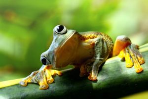 Algunos Hechos que Provocan el Pensamiento e Interesantes Relacionados con las Ranas