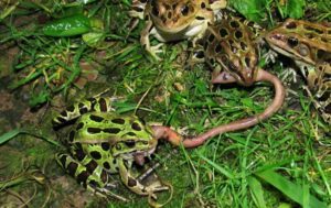 Las ranas leopardo del norte comiendo gusano