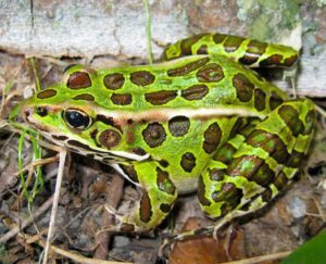 Rana leopardo del norte