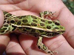 Mascota de la rana leopardo en la mano del hombre