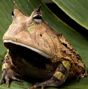 Rana cornuda amazona en la hoja