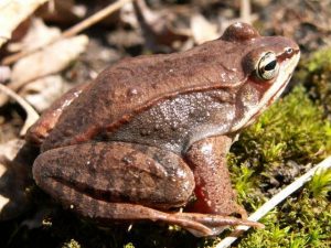 Ranas de madera sentado en la hierba