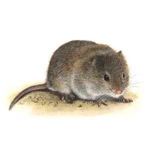 Raton De Campo Vs Topo 7 Diferencias Sorprendentes Que Nunca Sabras Plagaswiki Raton De Campo Vs Topo 7 Diferencias Sorprendentes Que Nunca Sabras Plagaswiki