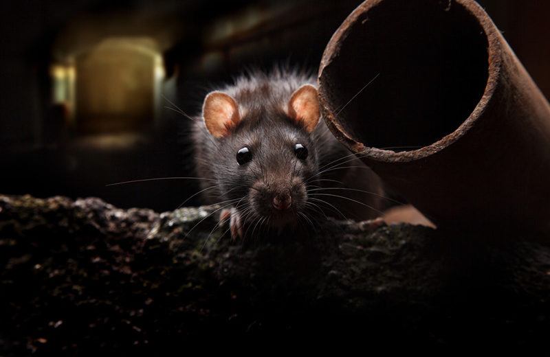 Ratas: Identificación, Prevención y cómo Deshacerse de ellas