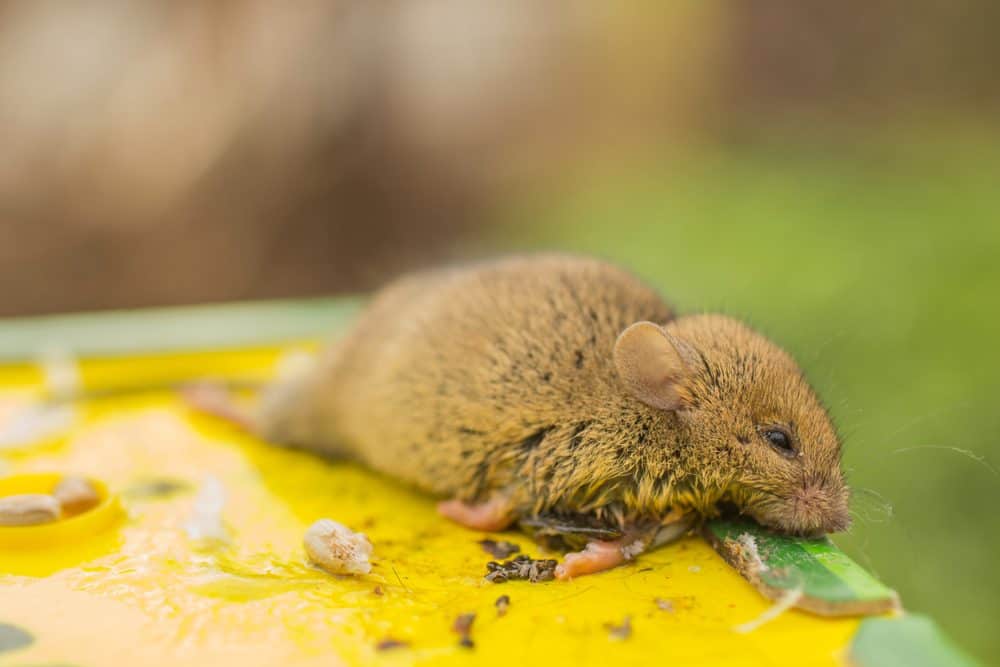 Un ratón apesta en una trampa