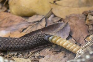 Vista de cerca de un detalle de sonajero de cola de serpiente de cascabel brasileña