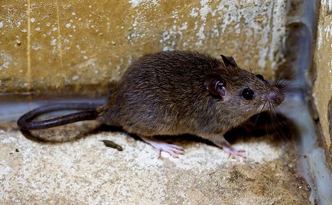 Ratas de Techo: Hechos y C贸mo Deshacerse de ellos - PlagasWIKI