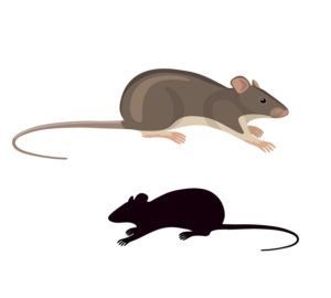 Rata de dibujos animados y ratón en el backgroud blanco