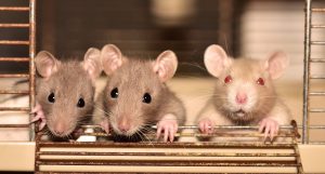Cómo Atrapar una Rata, Deshacerse de ellos y lo que los Cebos Aman a las Ratas
