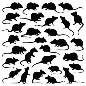 Colección de ratas negras y ratones en blanco