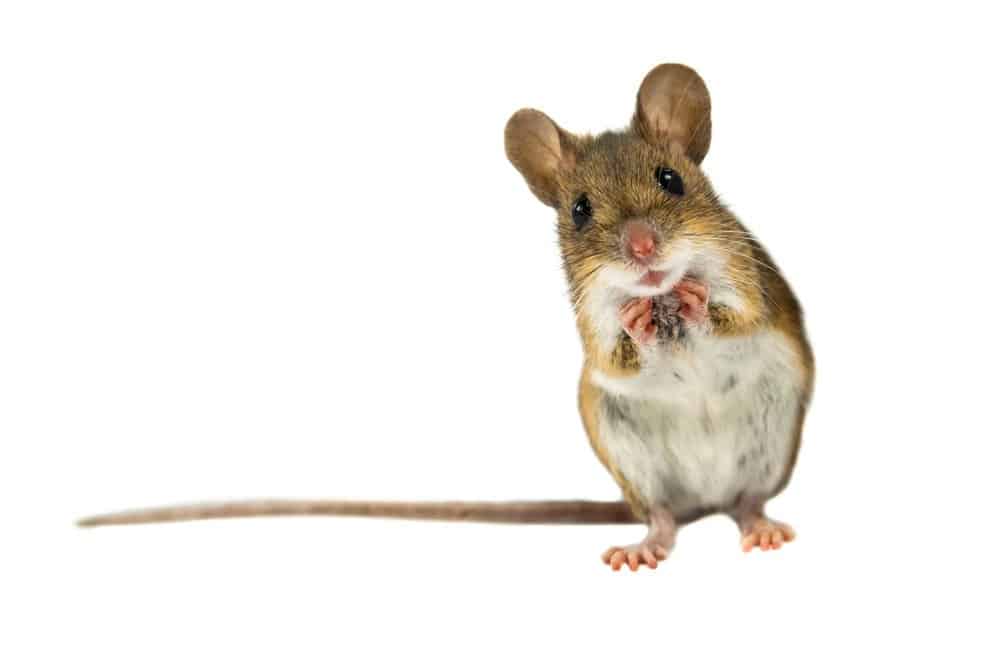 Las Mejores Maneras de Deshacerse de los Ratones (Rápido): La Guía Definitiva