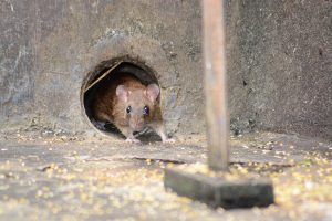 Cómo Mantener a los Ratones Fuera del Garaje en 3 Sencillos Pasos