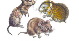 Diferentes especies de roedores en blanco