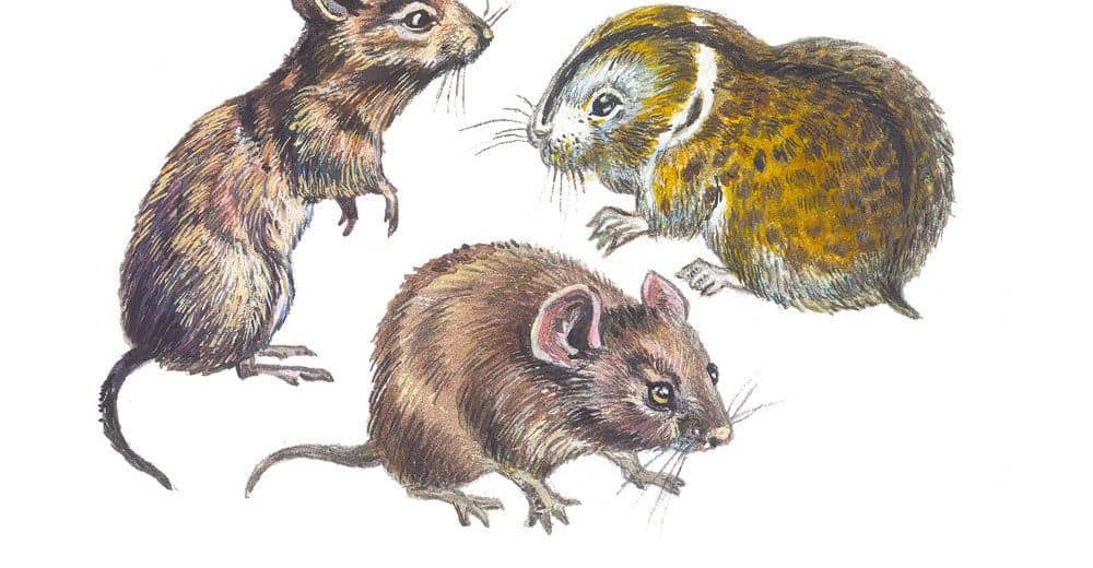 Ratón De Campo Vs Topo: 7 Diferencias Sorprendentes que Nunca Sabrás