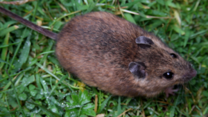 Un ratón de campo en la hierba
