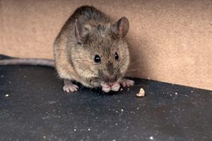 Un ratón de la casa en el suelo