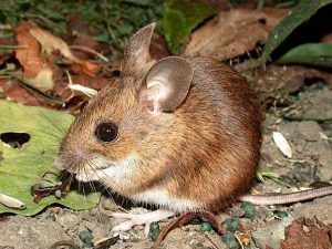 Un ratón de madera en salvaje