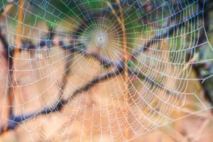 Red de araña con cierre de rocío.