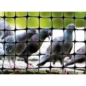 Grupo de pájaro en la jaula