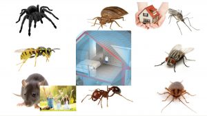 Pest Offense – Repelente Electrónico de Plagas