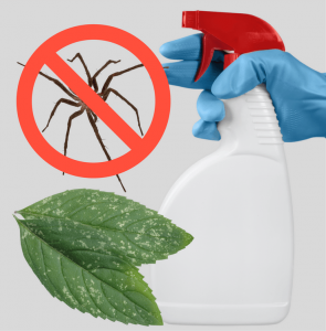 8 Repelentes de Arañas Naturales para Deshacerse de Ellos en Tu Casa y Jardín