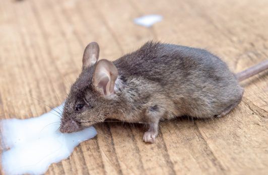 Un ratón está muerto beacause del cebo