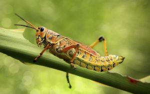 Gran saltamontes acostado en planta verde