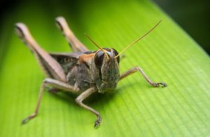 Cerca de la cabeza del saltamontes