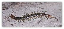 Scolopendra Morsitans