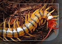 Scolopendra Polymorpha