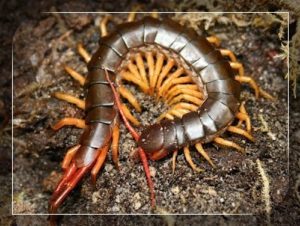 Scolopendra Subspinipes