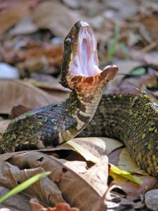 Una serpiente de la boca de algodón con la boca abierta grande