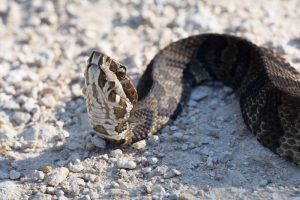 La Serpiente bucal de algodón tumbada en la madera