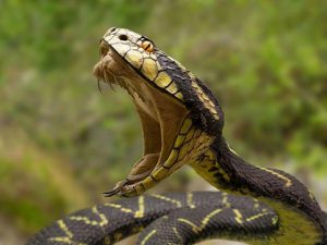 Una serpiente con una gran boca abierta