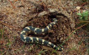 Serpiente de hognose oriental hibernando en arena