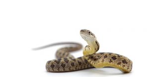 Primer plano de una serpiente