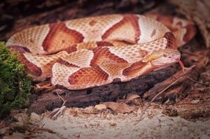 Una serpiente cabeza de cobre durmiendo en el árbol