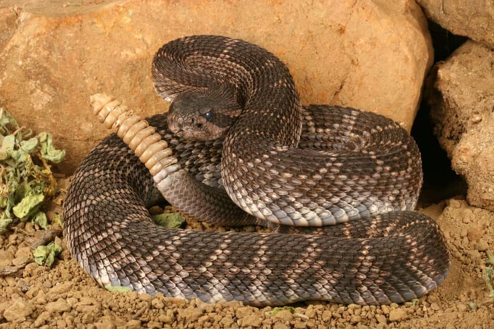 Primer plano de una serpiente de cascabel con su cola