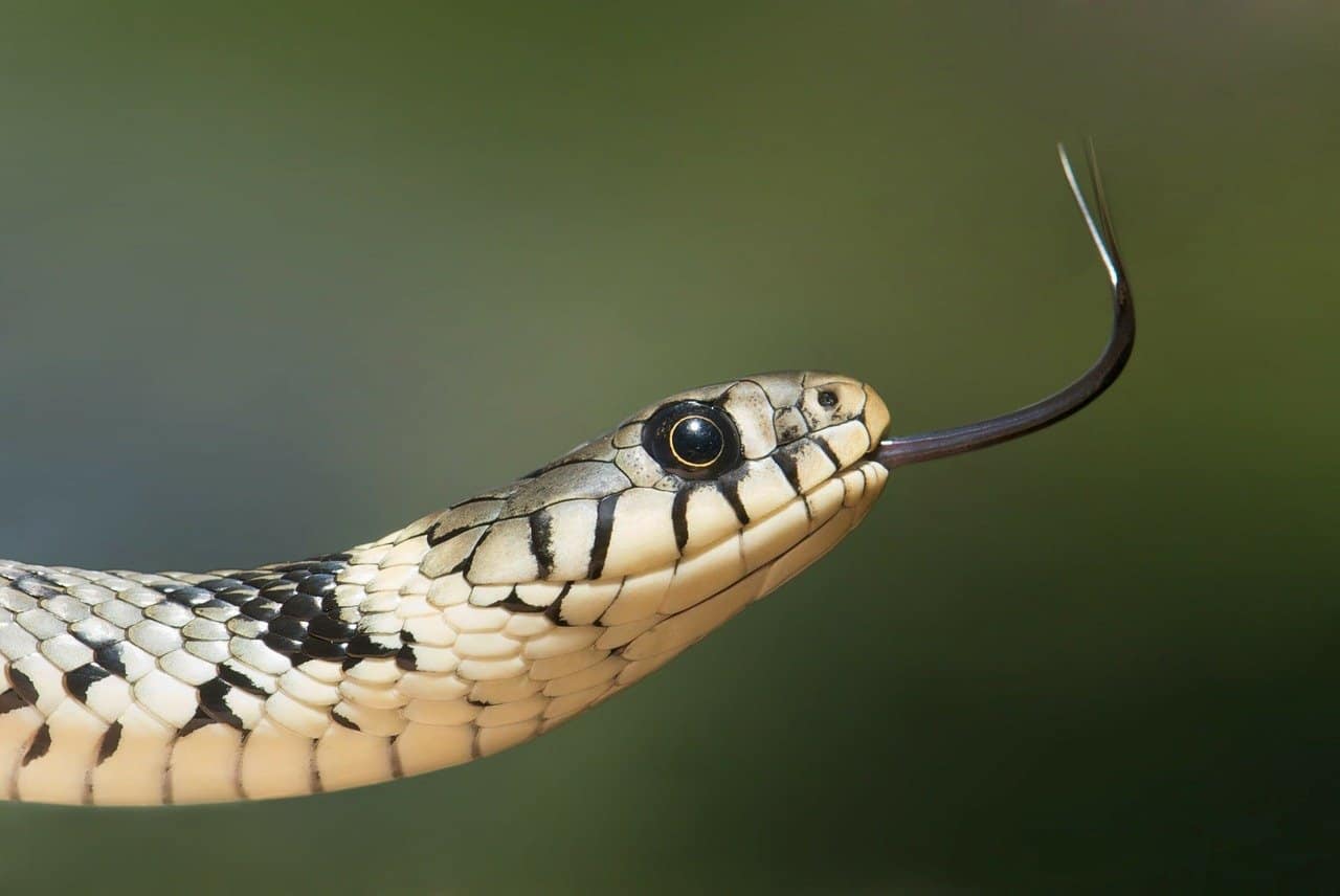 Las 7 Mejores Trampas para Serpientes (Asequibles y Simples)