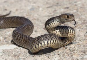 Imagen de una serpiente marrón oriental en el suelo